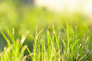de zon schijnt op het gras in het veld is prachtig, met selectieve focus, soft focus foto