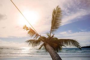 kokospalm bij zonsondergang. foto