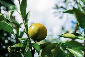 sinaasappel op boom in thailand. foto