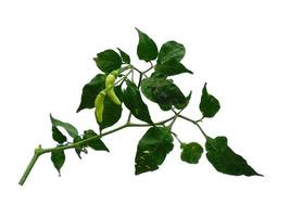 capsicum annuum of chili boom met groen blad op witte achtergrond foto