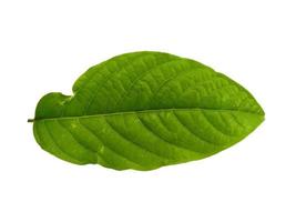 Cananga odorata bladeren of plantae blad geïsoleerd op een witte achtergrond foto