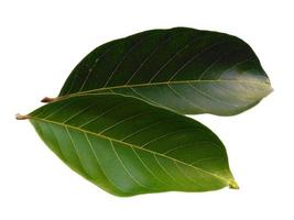 nephelium lappaceum bladeren of rambutan blad op witte achtergrond foto