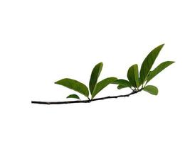 suikerappel of annona squamosa blad op witte achtergrond foto