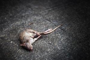 vuile dode rat zoogdier dier op cement foto