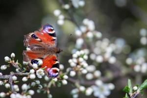 Europese pauwvlinder die op boombloesem rust foto