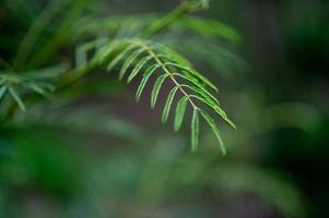 groene bladeren, groene bladfoto's die rijk zijn aan natuurgebieden concept van natuurliefde foto
