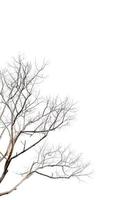 droge twijgen, droge bomen op een wit achtergrondobjectconcept foto