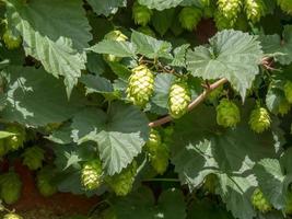 een cluster van zonovergoten hop groeit in Kent foto