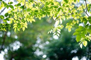 vruchtbare groene bladeren en bomen er schijnt een licht in het prachtige natuurlijke concept. foto