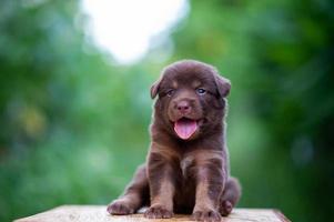 schattige bruine puppy's die op tafel zitten foto