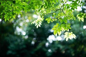 vruchtbare groene bladeren en bomen er schijnt een licht in het prachtige natuurlijke concept. foto
