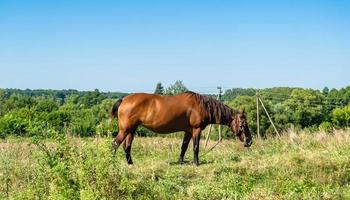 mooie wilde bruine paardenhengst op zomerbloemenweide foto