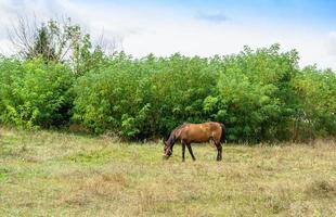 mooie wilde bruine paardenhengst op zomerbloemenweide foto