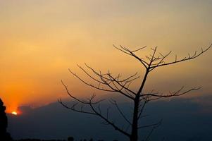 zwarte takken en zonsondergang, oranje lucht, silhouetconcept foto