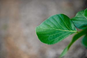 groene bladeren, groene bladfoto's die rijk zijn aan natuurgebieden concept van natuurliefde foto