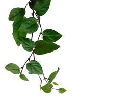 piper retrofractum bladeren of java chili blad op witte achtergrond foto
