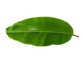 banaan of musaceae blad op witte achtergrond foto