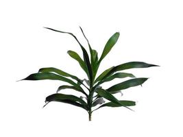 groene plant of groen blad geïsoleerd op een witte achtergrond foto