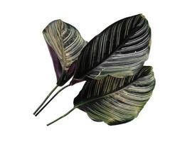 Calathea ornata sanderiana blad op witte achtergrond foto