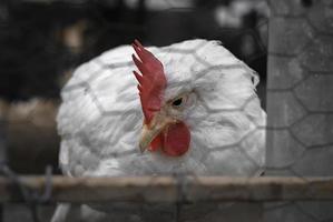 witte boerderijkippen die nieuwsgierig naar de camera kijken foto