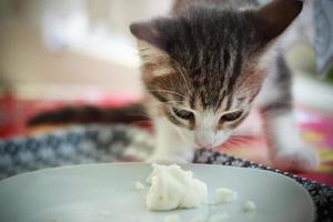 schattige babykat die kaas op bord eet foto