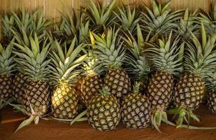 groep ananasvruchten na het oogsten. ananas is tropisch fruit dat rijk is aan vitamines, enzymen en antioxidanten. ze kunnen het immuunsysteem helpen versterken. foto