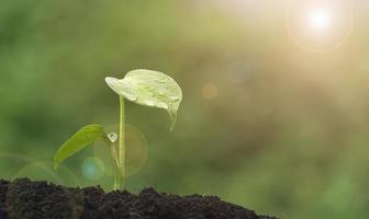 zonlicht op het oppervlak van de zaailing van de monsteraplant groeit op vruchtbare grond op een groene achtergrond foto