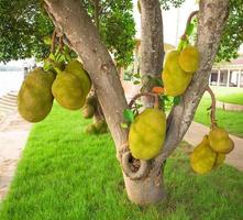 jackfruitboom, tropisch fruit aan boom in de natuur. foto