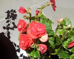 groep rode bloemen in fel zonlicht. foto