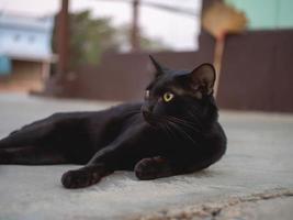 zwarte kat en op zoek foto