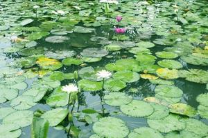 lotusbloem op de vijver. foto