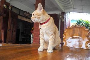 oranje kat met halsband foto