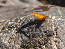 vlinder op steen foto
