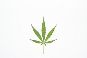 marihuanablad op witte achtergrond. selectieve aandacht. cannabis - geïsoleerd op een witte achtergrond. medicinale marihuana kweken foto