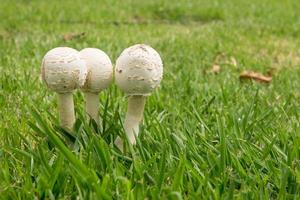 paddenstoelen groeien in het gras foto