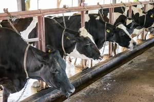 koeien op de boerderij. foto