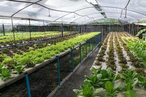 hydrocultuur groenten groeien in kas foto