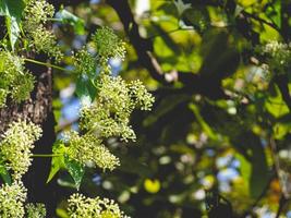 bloem en natuur foto