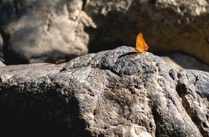 vlinder en steen foto