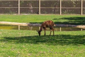 bongo in het park foto