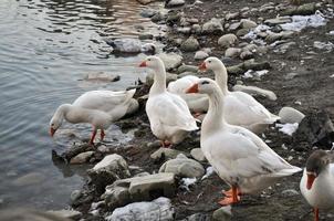 eend, in de familie van anatidae-vogels foto