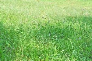 groen gras in weide of gazon nuttig als achtergrond foto