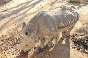 neushoorn rhinocerotidae ook bekend als neushoorn zoogdier dier foto