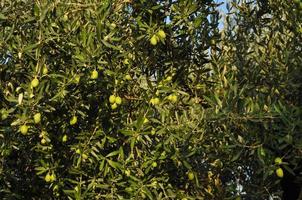 citroenboomplant met fruit foto