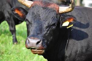 koe vee in het gras in een weide foto