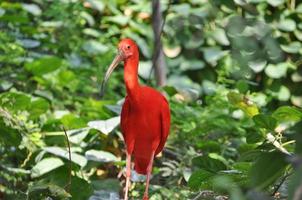 scharlaken ibis vogel foto