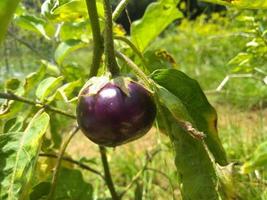 paarse aubergine hangend aan een boomtak in de graden. foto