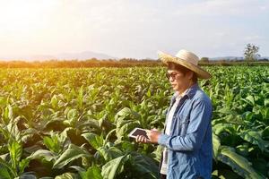 Aziatische tuinbouwgeneticus werkt aan lokale tabaksboerderij om gegevens van aanplant, cultivarontwikkeling en plantenziekten in de middag op te slaan, zachte en selectieve focus. foto