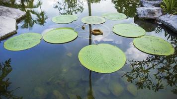 victoria lotusblad het is de grootste lotusbloem die op het wateroppervlak drijft. foto