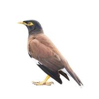 gemeenschappelijke myna geïsoleerd op een witte achtergrond uitknippad insluiten. foto